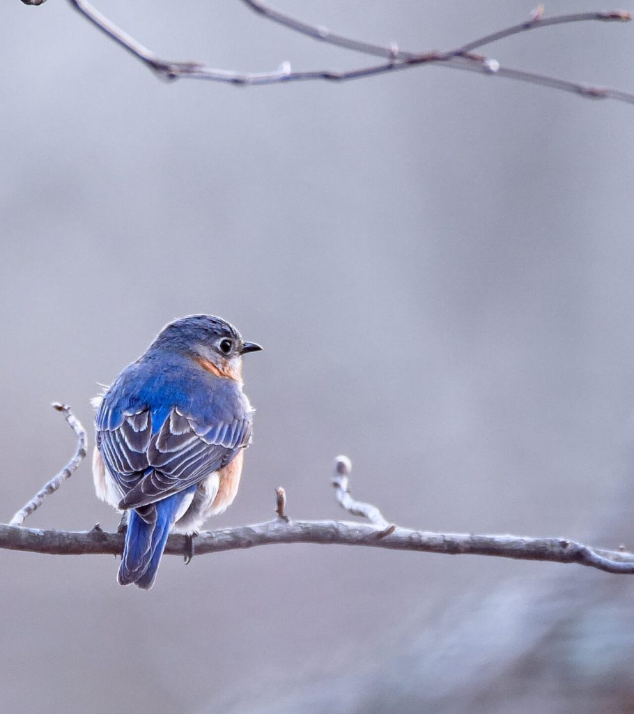 small blue bird resting on branch