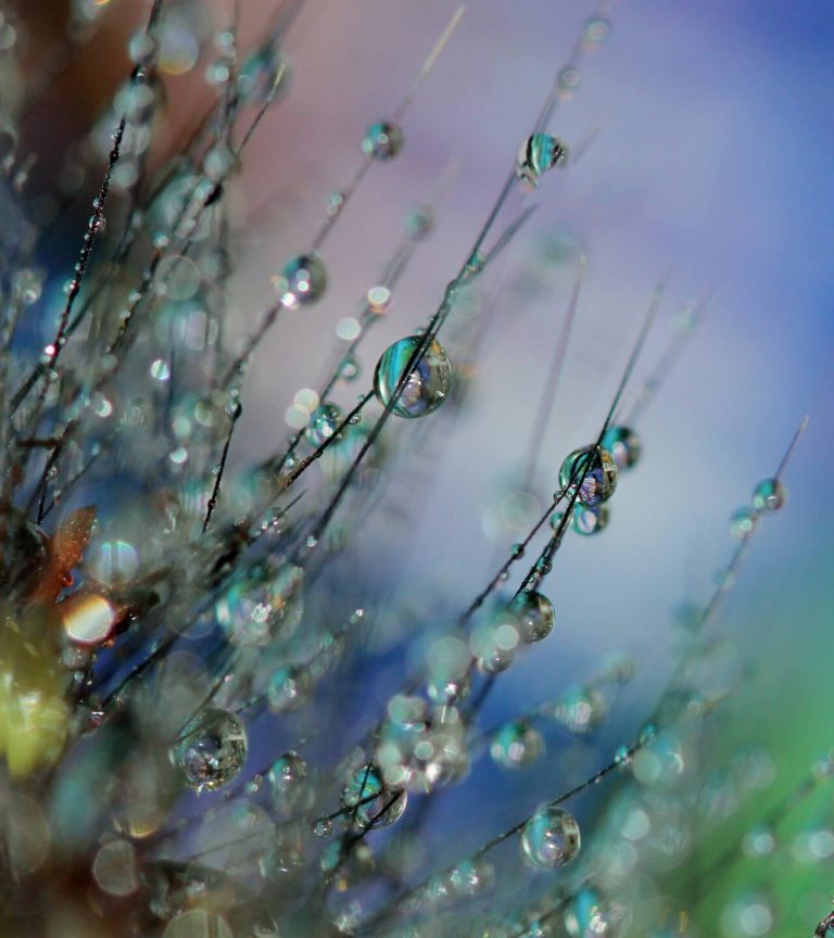 dewdrops on wild grass